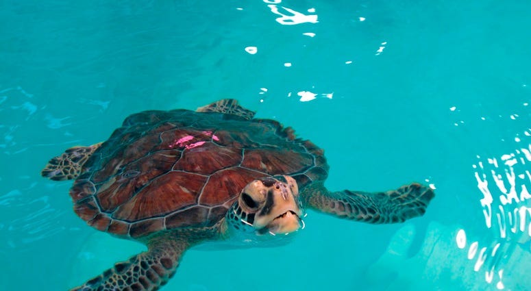 Wayfaring sea turtles survived cold; now pneumonia threatens