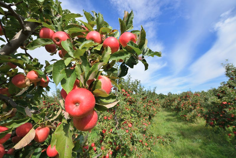 apple orchard